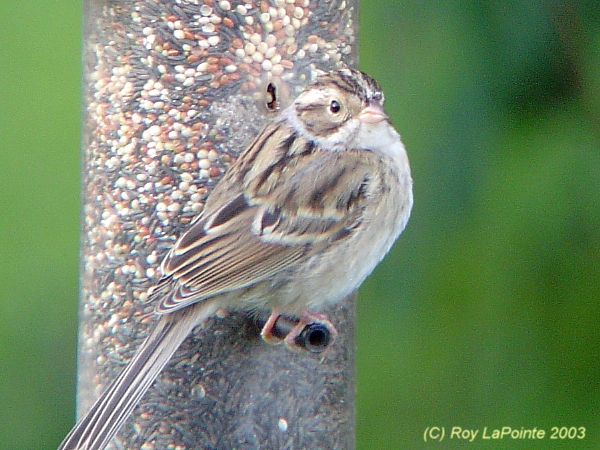 Photo (11): Clay-colored Sparrow