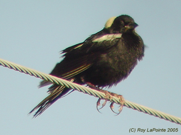 Photo (21): Bobolink