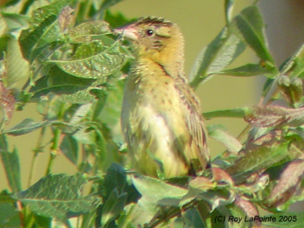 Photo (23): Bobolink