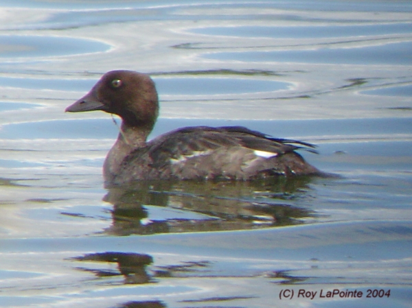 Photo (7): Common Goldeneye