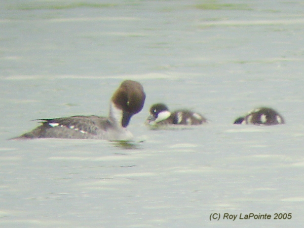 Photo (6): Common Goldeneye