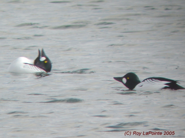 Photo (5): Common Goldeneye