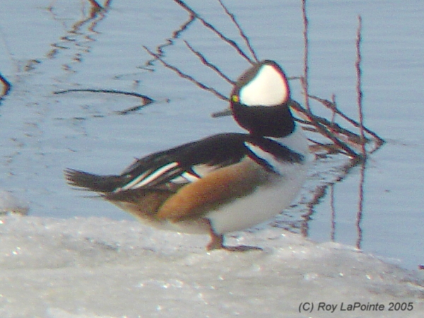 Photo (8): Hooded Merganser