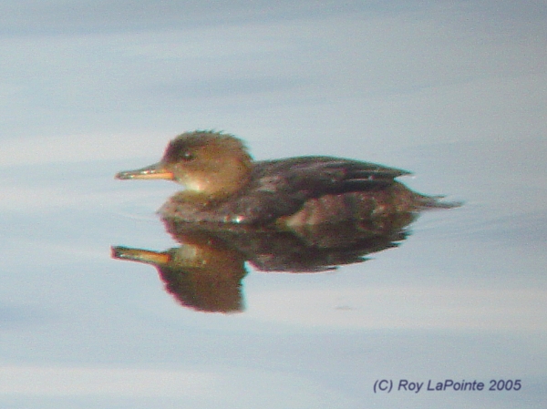 Photo (17): Hooded Merganser