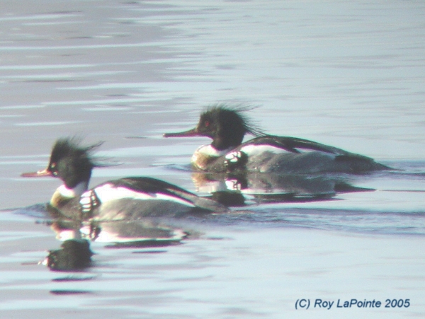 Photo (7): Red-breasted Merganser
