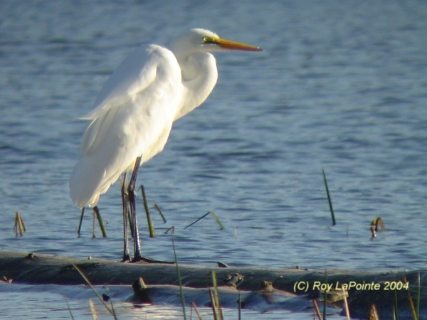 Photo (8): Great Egret