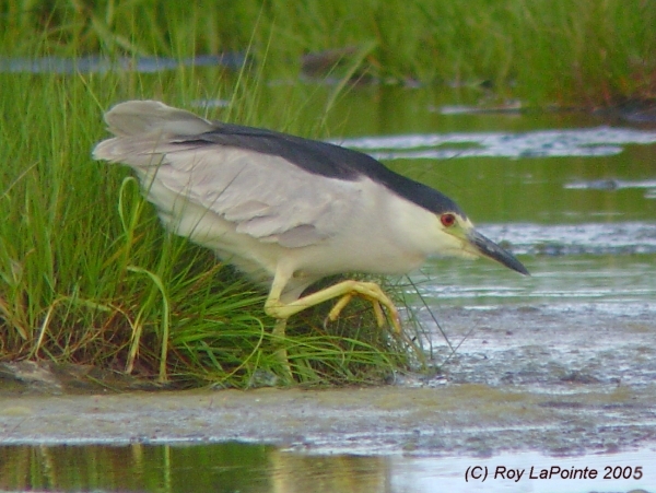 Photo (5): Black-crowned Night-Heron
