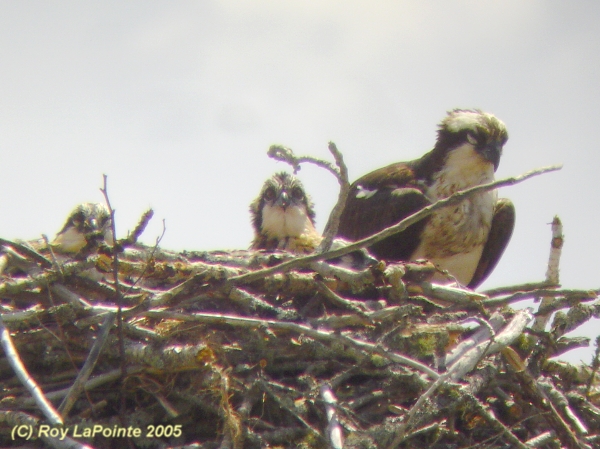Photo (23): Osprey