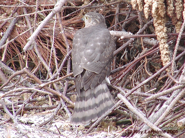 Photo (7): Sharp-shinned Hawk