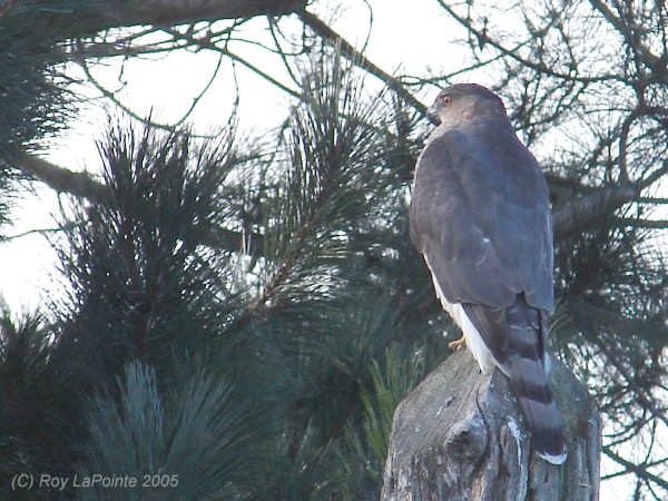 Photo (11): Cooper's Hawk