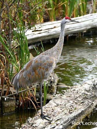Photo (9): Sandhill Crane
