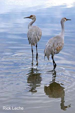 Photo (11): Sandhill Crane