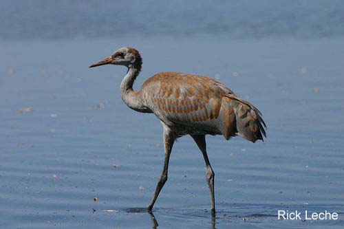 Photo (27): Sandhill Crane