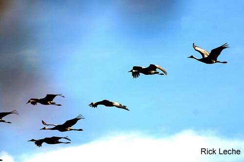 Photo (21): Sandhill Crane