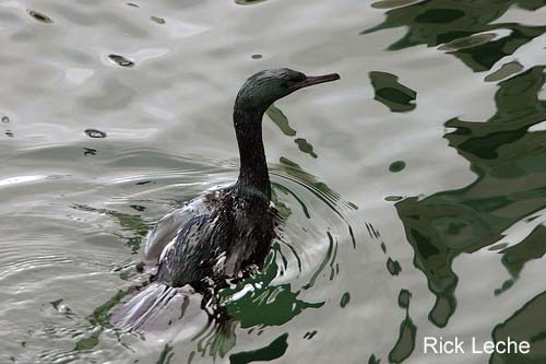 Photo (5): Pelagic Cormorant