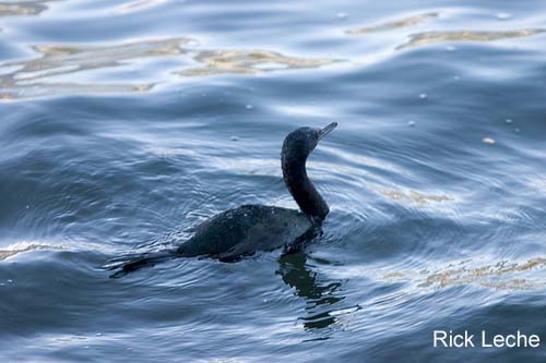 Photo (7): Pelagic Cormorant