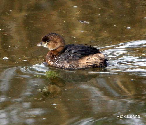 Photo (4): Pied-billed Grebe