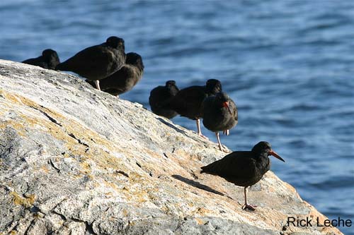 Photo (4): Black Oystercatcher