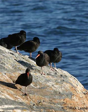 Photo (5): Black Oystercatcher