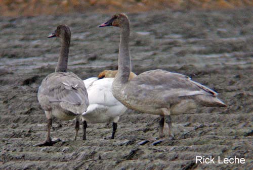 Photo (6): Trumpeter Swan