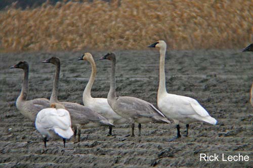 Photo (7): Trumpeter Swan