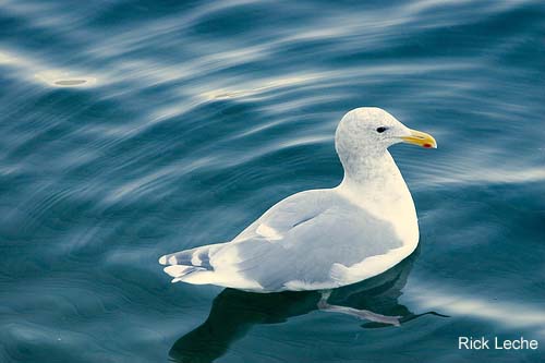 Photo (11): Glaucous-winged Gull