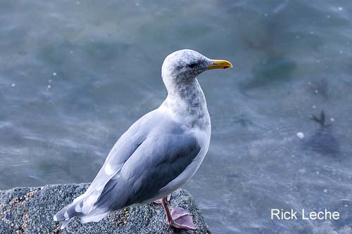 Photo (13): Glaucous-winged Gull
