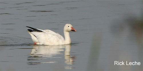 Photo (3): Snow Goose
