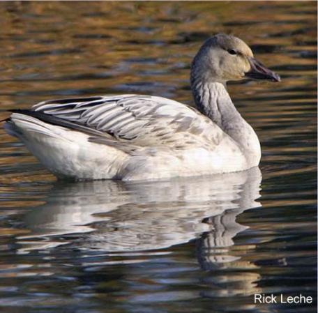 Photo (19): Snow Goose