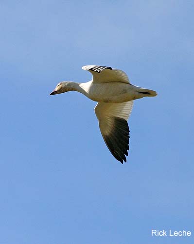Photo (6): Snow Goose