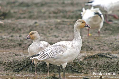 Photo (20): Snow Goose