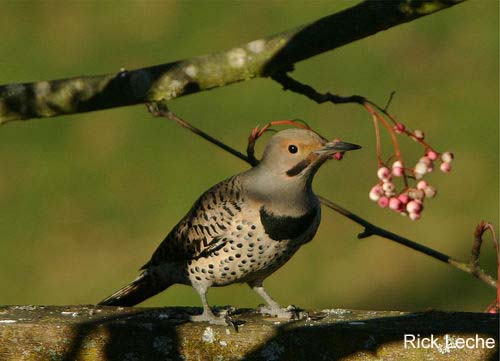 Photo (5): Northern Flicker