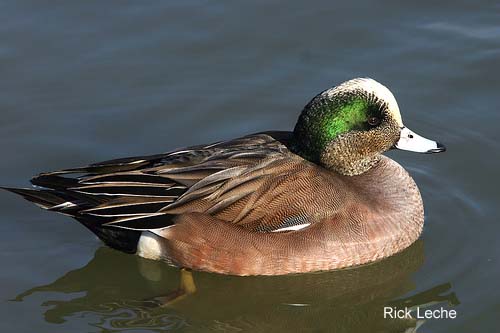 Photo (11): American Wigeon