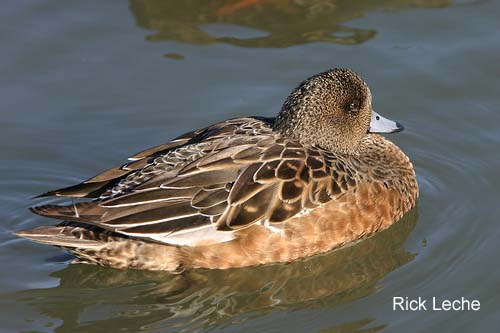 Photo (13): American Wigeon