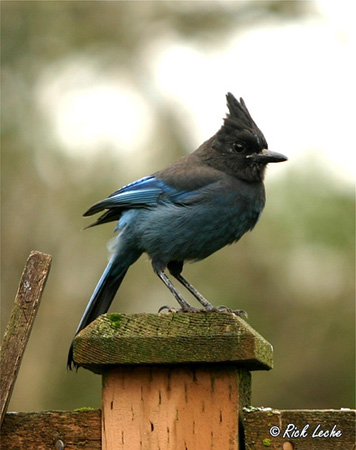 Photo (5): Quiz Species