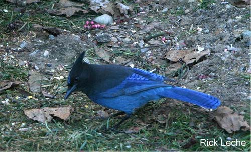 Photo (9): Quiz Species