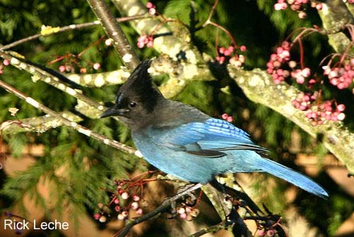 Photo (10): Quiz Species