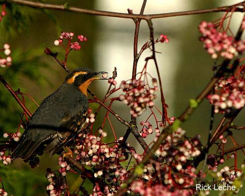 Photo (5): Varied Thrush