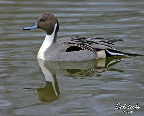 Photo (1): Northern Pintail