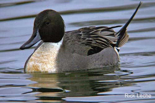 Photo (4): Northern Pintail