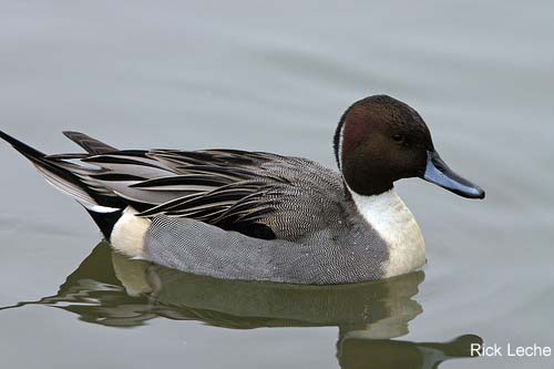 Photo (13): Northern Pintail