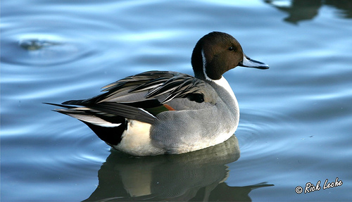 Photo (14): Northern Pintail