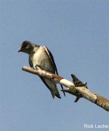 Photo (7): Purple Martin