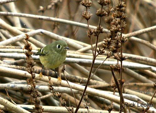 Photo (28): Ruby-crowned Kinglet