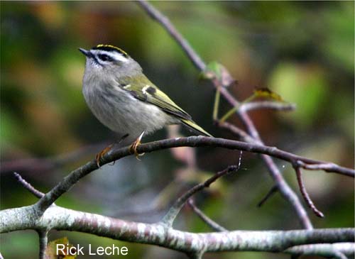 Photo (6): Golden-crowned Kinglet