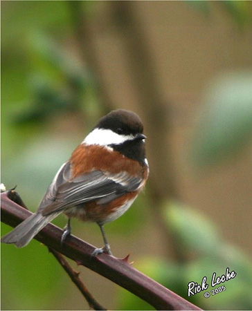 Photo (2): Chestnut-backed Chickadee