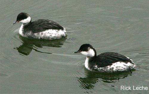 Photo (8): Horned Grebe