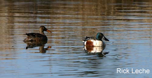 Photo (15): Northern Shoveler