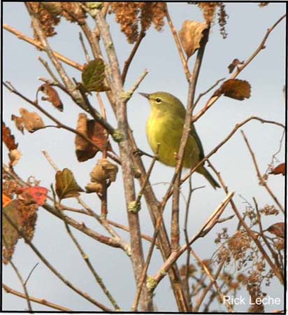 Photo (15): Orange-crowned Warbler