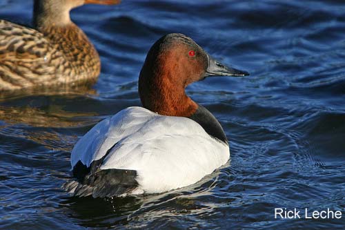 Photo (11): Canvasback